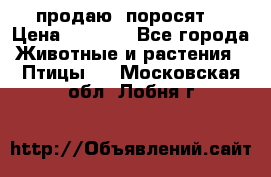 продаю  поросят  › Цена ­ 1 000 - Все города Животные и растения » Птицы   . Московская обл.,Лобня г.